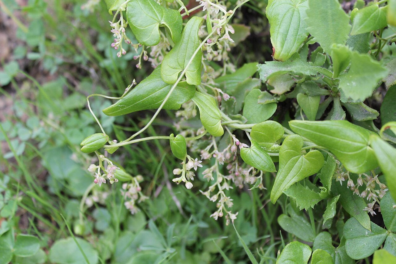 Dioscorea pedicellata: flores masculinas