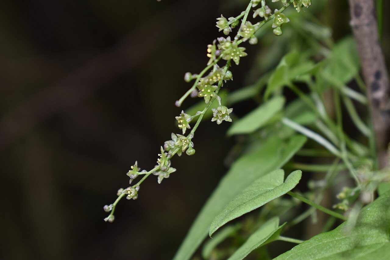 Dioscorea pedicellata: Dioscorea pedicellata cfr