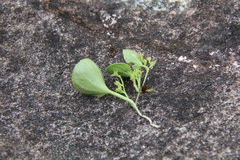 Dioscorea perdicum (Dioscorea perdicum)