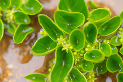 Dioscorea perdicum (Dioscorea perdicum)