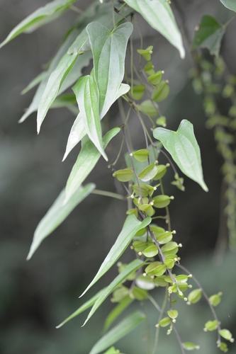 Bulbous yam (Dioscorea pilosiuscula)