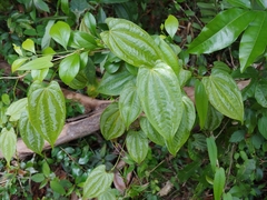 Bulbous yam (Dioscorea pilosiuscula)