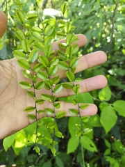 Bulbous yam (Dioscorea pilosiuscula)
