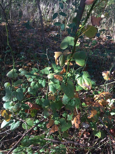 Chinese yam (Dioscorea polystachya)