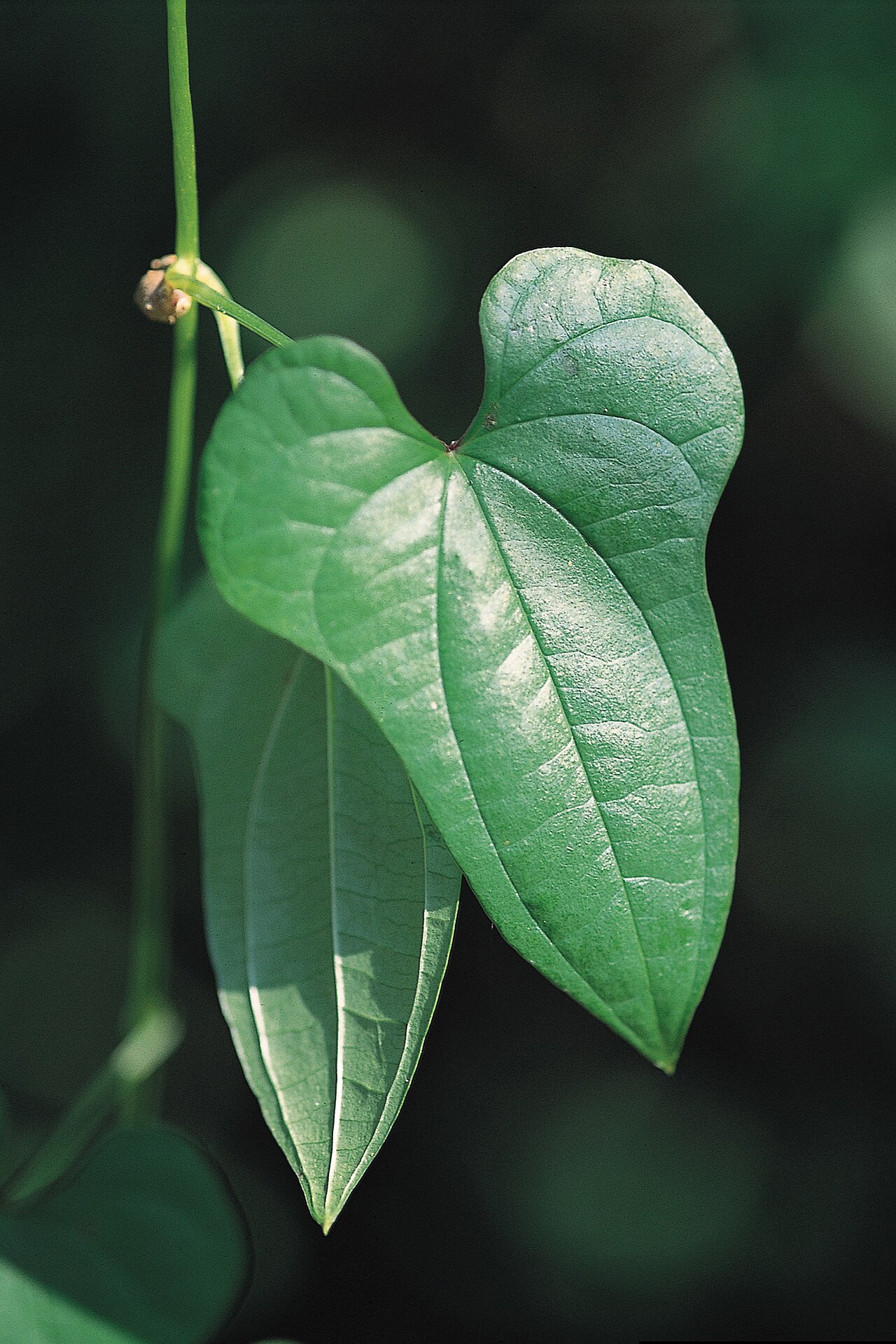 Chinese yam: Dioscorea polystachya