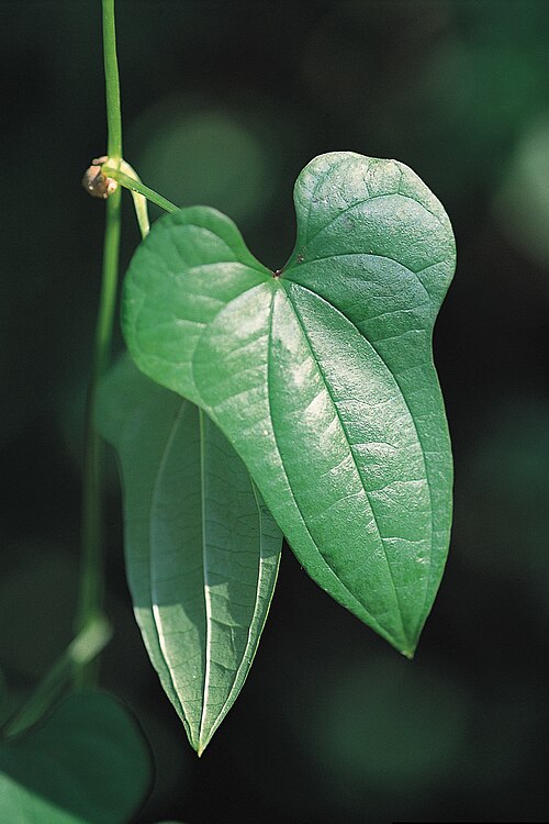 Chinese yam: Dioscorea polystachya