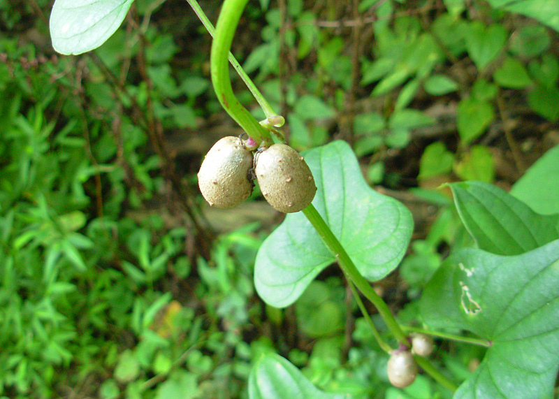 Chinese yam: Chinese yam ( Dioscorea polystachya ) growing along the banks of Knoxville's Ten Mile Creek, on the greenway. The 10 mm "bulbils" break off, float away, and for