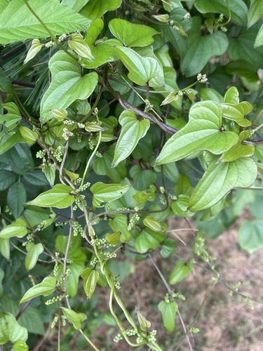 Chinese yam (Dioscorea polystachya)