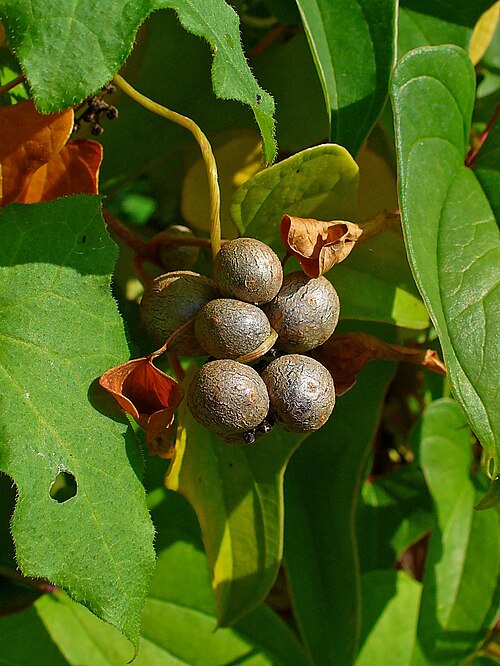 Chinese yam: Dioscorea polystachya , Dioscoreaceae, Chinese yam, fruits; Botanical Garden KIT, Karlsruhe, Germany. The root is used in homeopathy as remedy: Dioscorea polyst