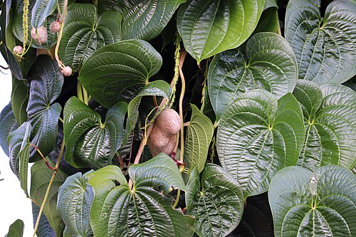 Chinese yam: Chinese yam/air potato (Dioscorea polystachya) at the University of Georgia (Athens) Trial Gardens on September 30, 2018. The Trial Gardens signage identified t