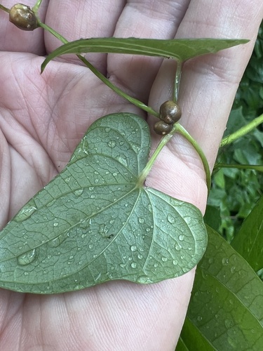 Chinese yam (Dioscorea polystachya)