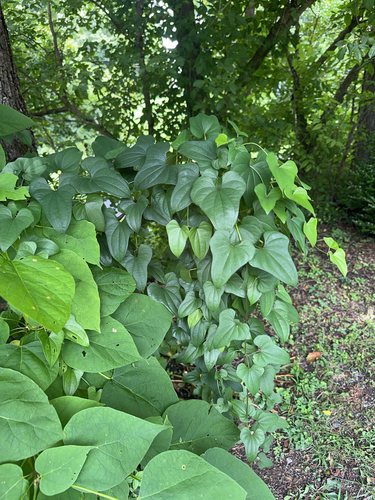 Chinese yam (Dioscorea polystachya)