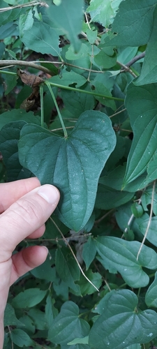 Chinese yam (Dioscorea polystachya)
