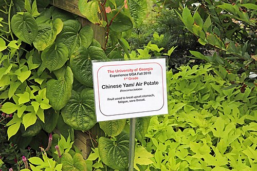 Chinese yam: Chinese yam/air potato (Dioscorea polystachya) trained up a post at the University of Georgia Trial Gardens on September 30, 2018. The Trial Gardens signage ide
