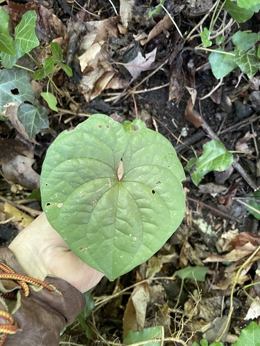 Chinese yam (Dioscorea polystachya)