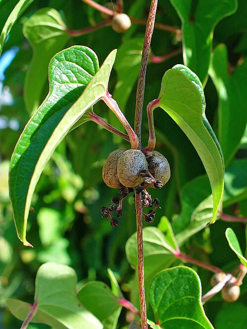 Chinese yam: Dioscorea polystachya , Dioscoreaceae, Chinese yam, Cinnamon vine fruits; Botanical Garden KIT, Karlsruhe, Germany. The root is used in homeopathy as remedy: Di