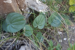 Dioscorea pyrenaica (Dioscorea pyrenaica)