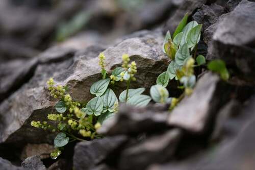 Dioscorea pyrenaica (Dioscorea pyrenaica)