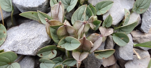 Dioscorea pyrenaica (Dioscorea pyrenaica)