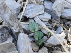 Dioscorea pyrenaica (Dioscorea pyrenaica)