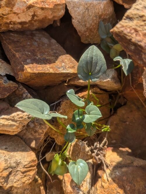 Dioscorea pyrenaica: Dioscorea pyrenaica