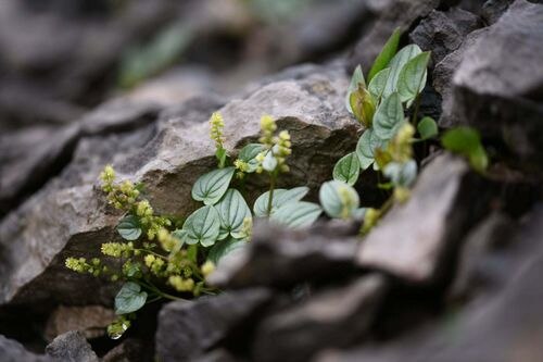 Dioscorea pyrenaica: Dioscorea pyrenaica