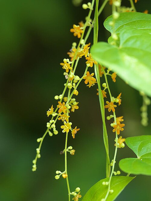 Dioscorea quinquelobata: 2020/08/12 和歌山県田辺市：Tanabe City. Wakayama Pref. Japan