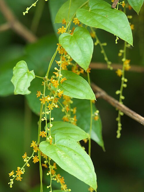 Dioscorea quinquelobata: 2020/08/12 和歌山県田辺市：Tanabe City. Wakayama Pref. Japan