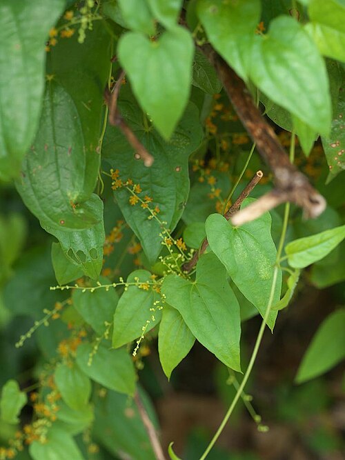 Dioscorea quinquelobata: 2020/08/12 和歌山県田辺市：Tanabe City. Wakayama Pref. Japan