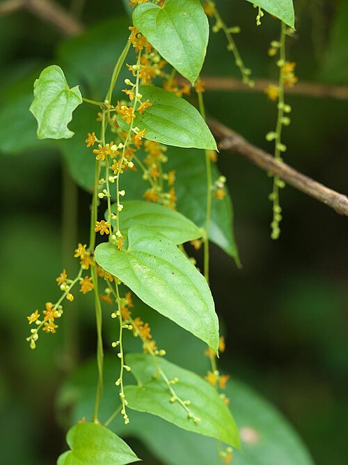 Dioscorea quinquelobata: 2020/08/12 和歌山県田辺市：Tanabe City. Wakayama Pref. Japan