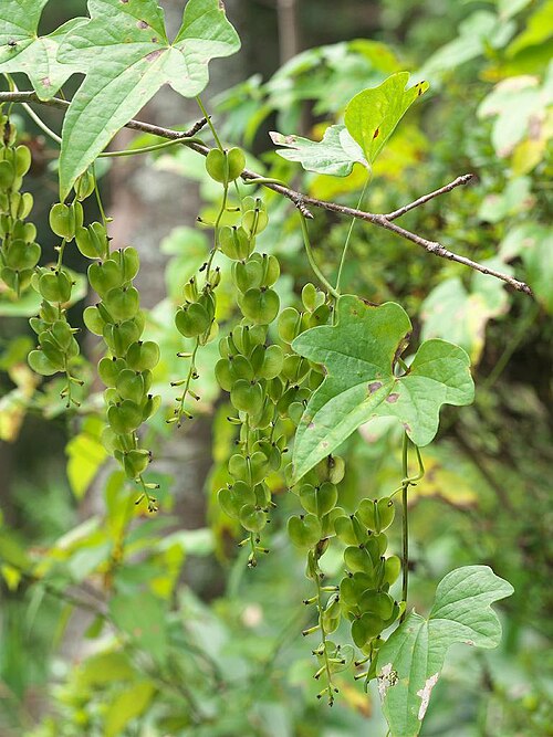 Dioscorea quinquelobata: 2020/09/19 和歌山県田辺市：Tanabe City. Wakayama Pref. Japan