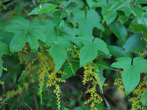 Dioscorea quinquelobata: 2020/08/29 和歌山県田辺市：Tanabe City. Wakayama Pref. Japan
