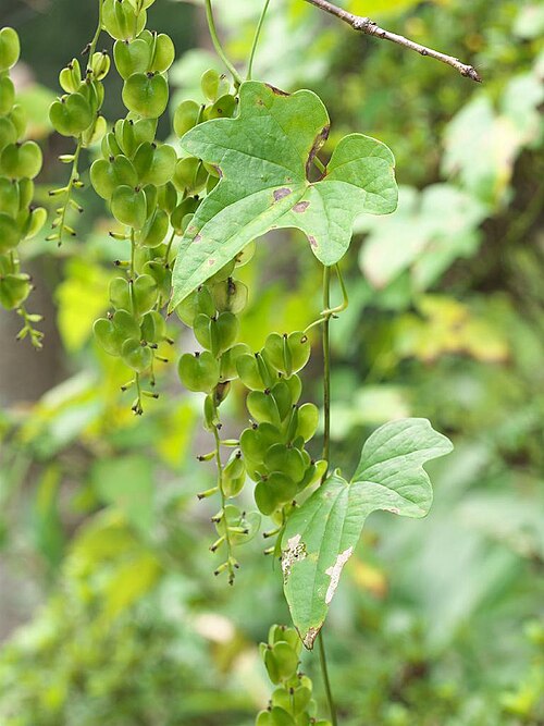 Dioscorea quinquelobata: 2020/09/19 和歌山県田辺市：Tanabe City. Wakayama Pref. Japan