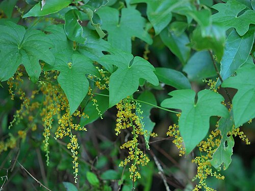 Dioscorea quinquelobata: 2020/08/29 和歌山県田辺市：Tanabe City. Wakayama Pref. Japan