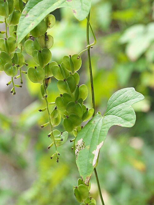 Dioscorea quinquelobata: 2020/09/19 和歌山県田辺市：Tanabe City. Wakayama Pref. Japan