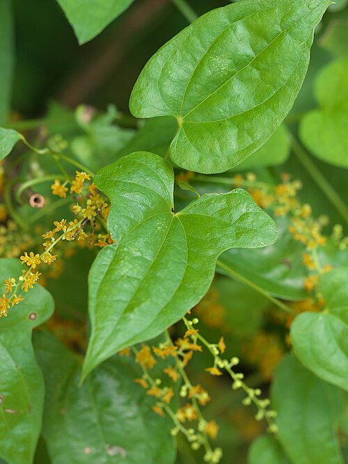Dioscorea quinquelobata: 2020/08/12 和歌山県田辺市：Tanabe City. Wakayama Pref. Japan