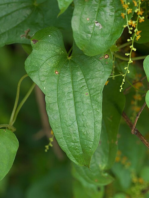 Dioscorea quinquelobata: 2020/08/12 和歌山県田辺市：Tanabe City. Wakayama Pref. Japan