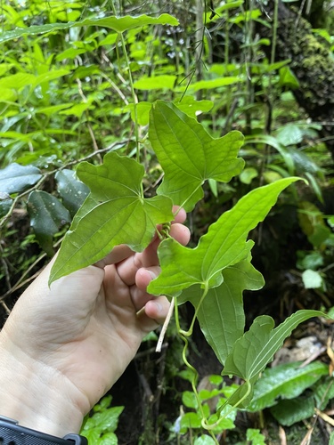 Dioscorea rupicola (Dioscorea rupicola)