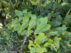 Dioscorea rupicola (Dioscorea rupicola)