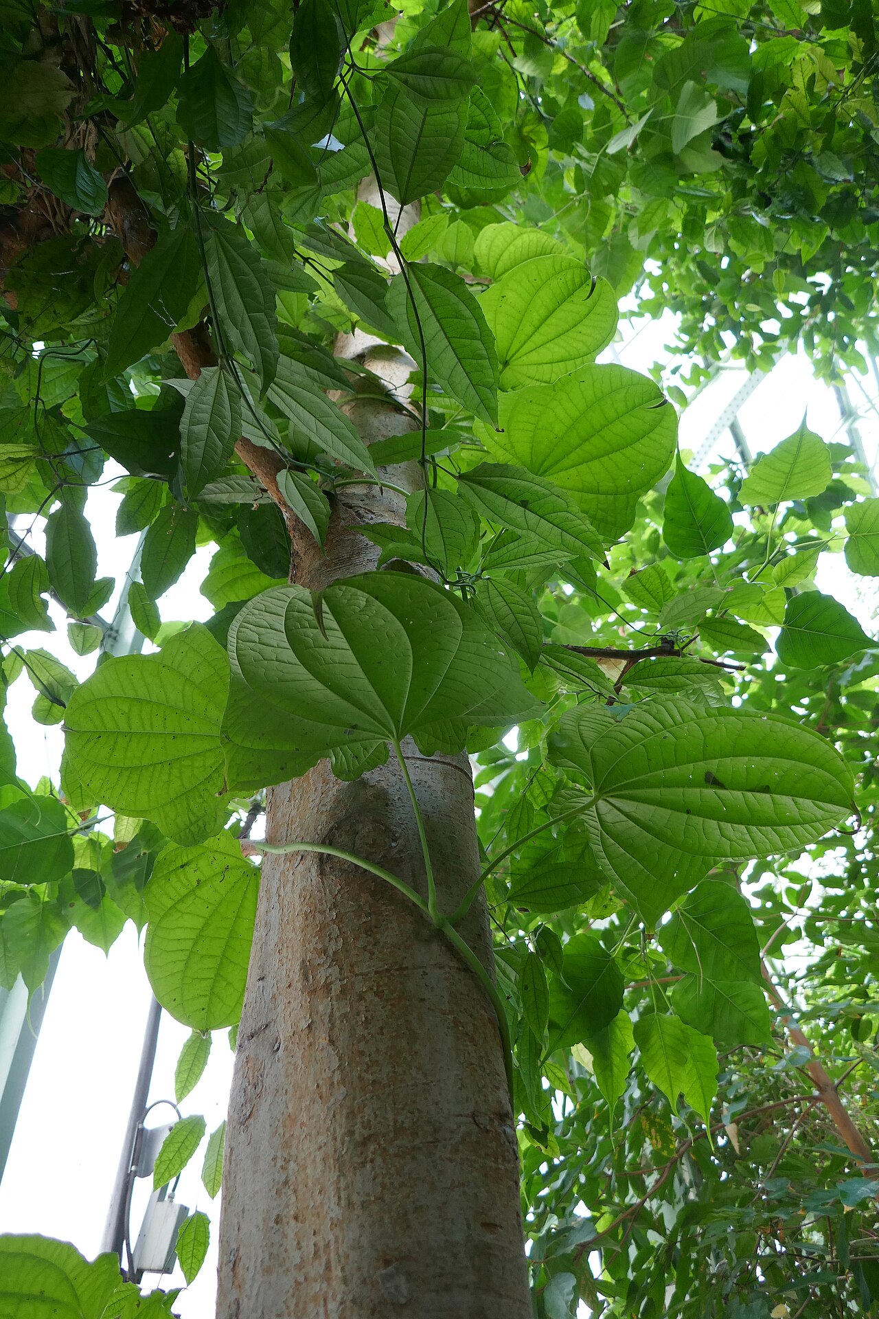 Zanzibar yam: * Dioscorea sansibarensis Pax (igname sauvage). Afrique tropicale & Madagascar. Serres tropicales du Jardin des Plantes de Paris.