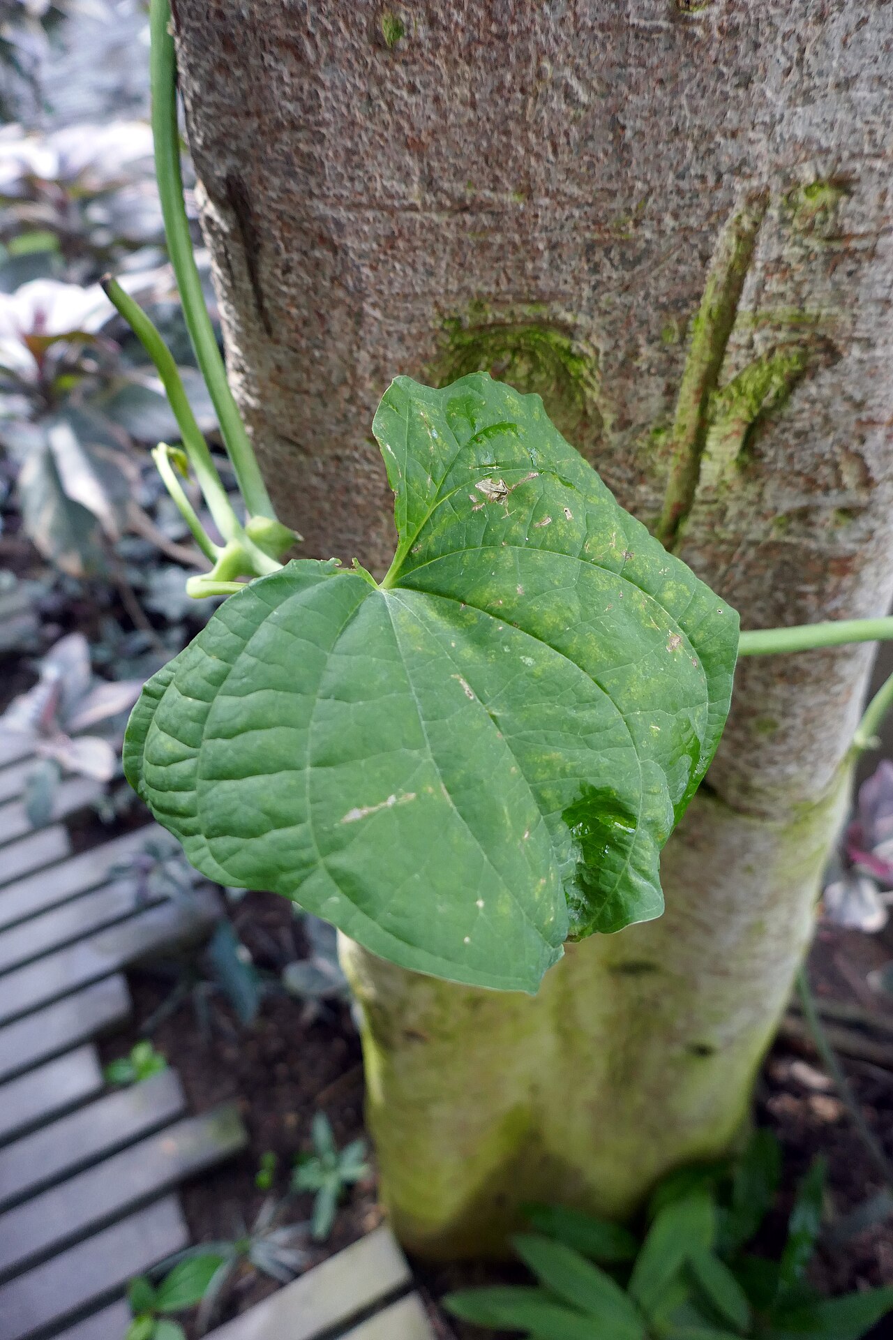 Zanzibar yam: * Dioscorea sansibarensis Pax (igname sauvage). Afrique tropicale & Madagascar. Serres tropicales du Jardin des Plantes de Paris.