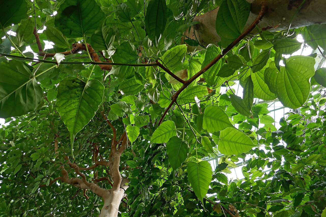 Zanzibar yam: * Dioscorea sansibarensis Pax (igname sauvage). Afrique tropicale & Madagascar. Serres tropicales du Jardin des Plantes de Paris.