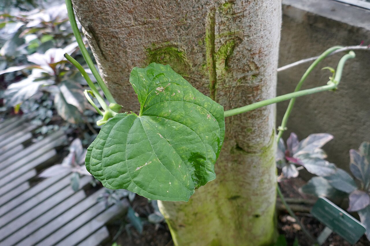 Zanzibar yam: * Dioscorea sansibarensis Pax (igname sauvage). Afrique tropicale & Madagascar. Serres tropicales du Jardin des Plantes de Paris.