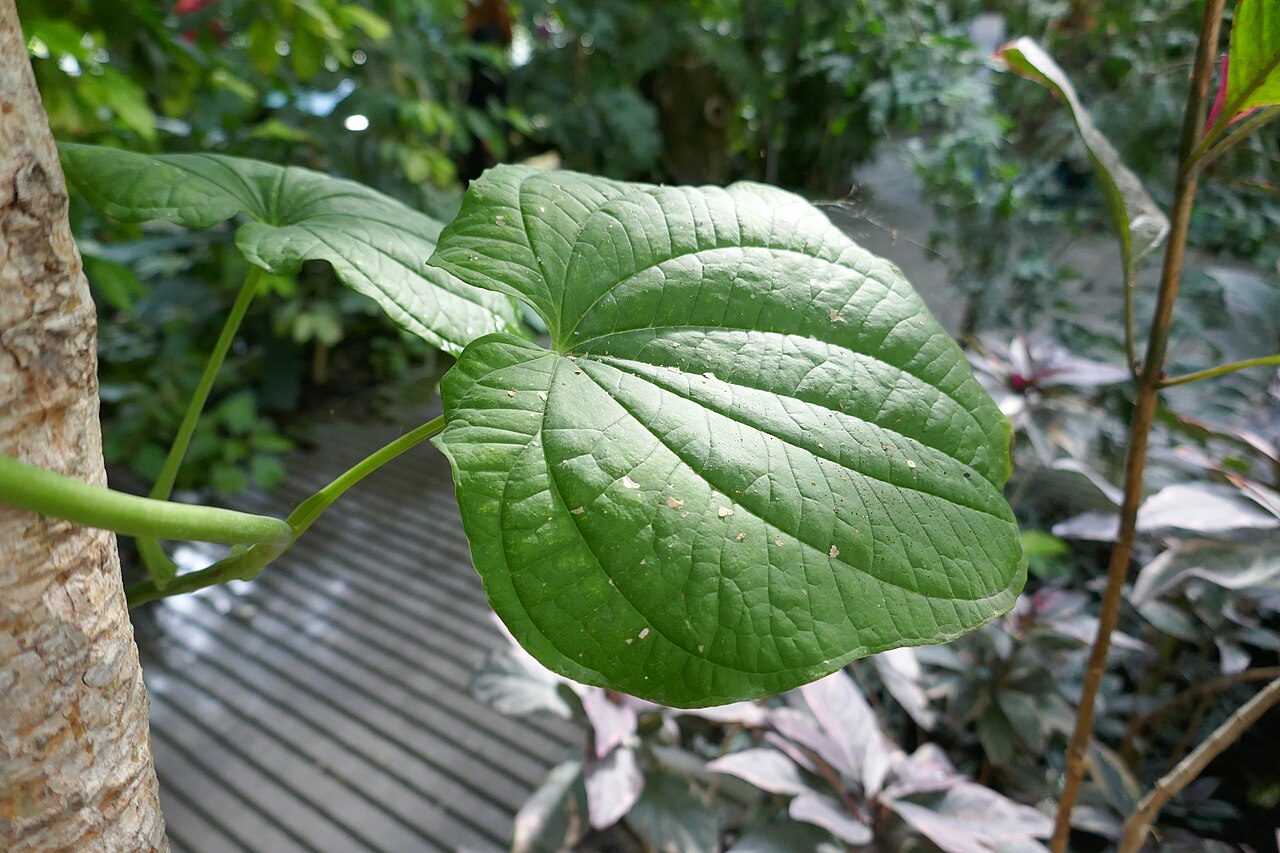 Zanzibar yam: * Dioscorea sansibarensis Pax (igname sauvage). Afrique tropicale & Madagascar. Serres tropicales du Jardin des Plantes de Paris.