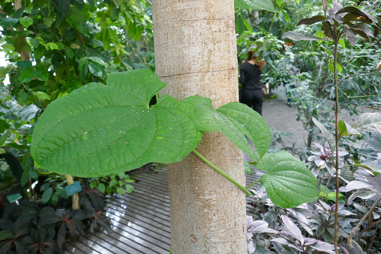 Zanzibar yam: * Dioscorea sansibarensis Pax (igname sauvage). Afrique tropicale & Madagascar. Serres tropicales du Jardin des Plantes de Paris.