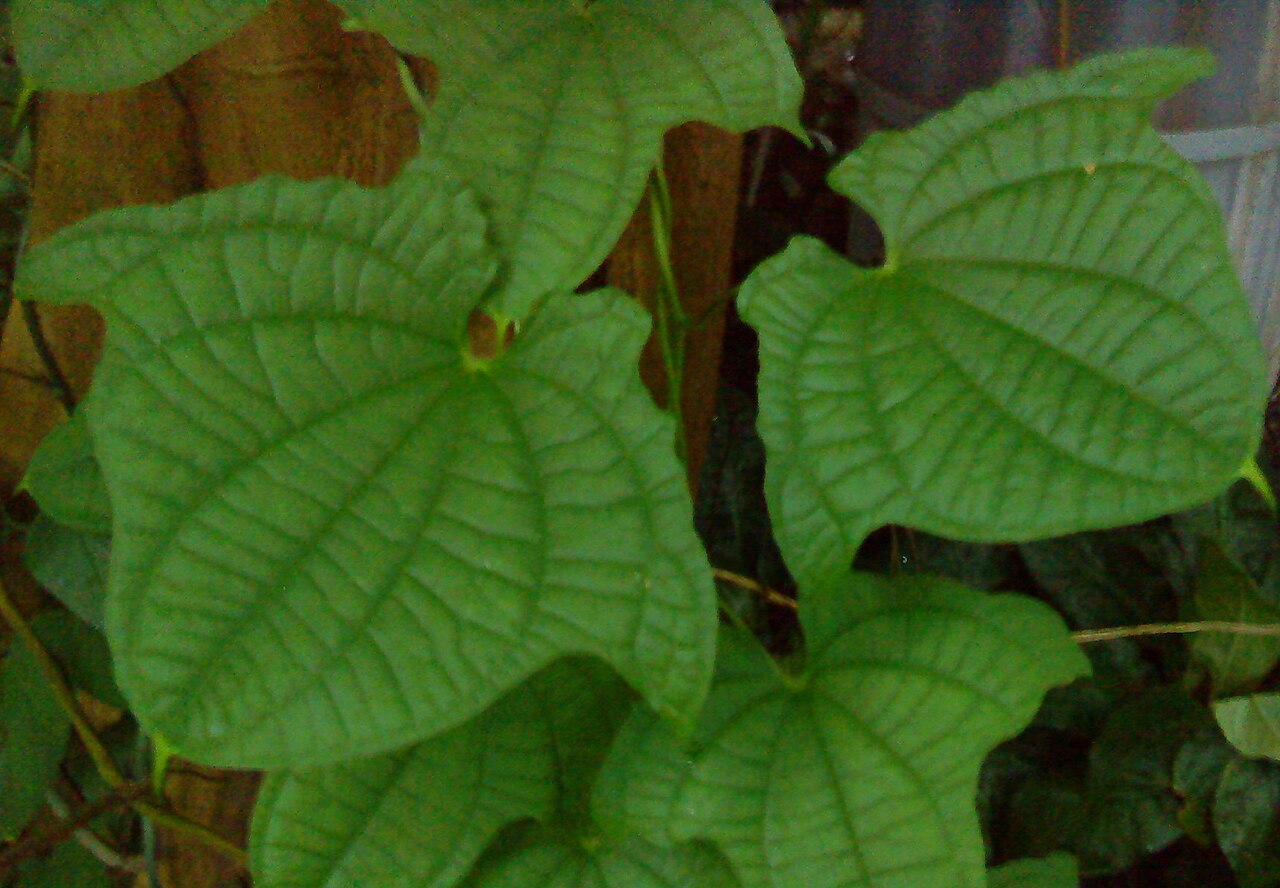 Zanzibar yam: Dioscorea macroura