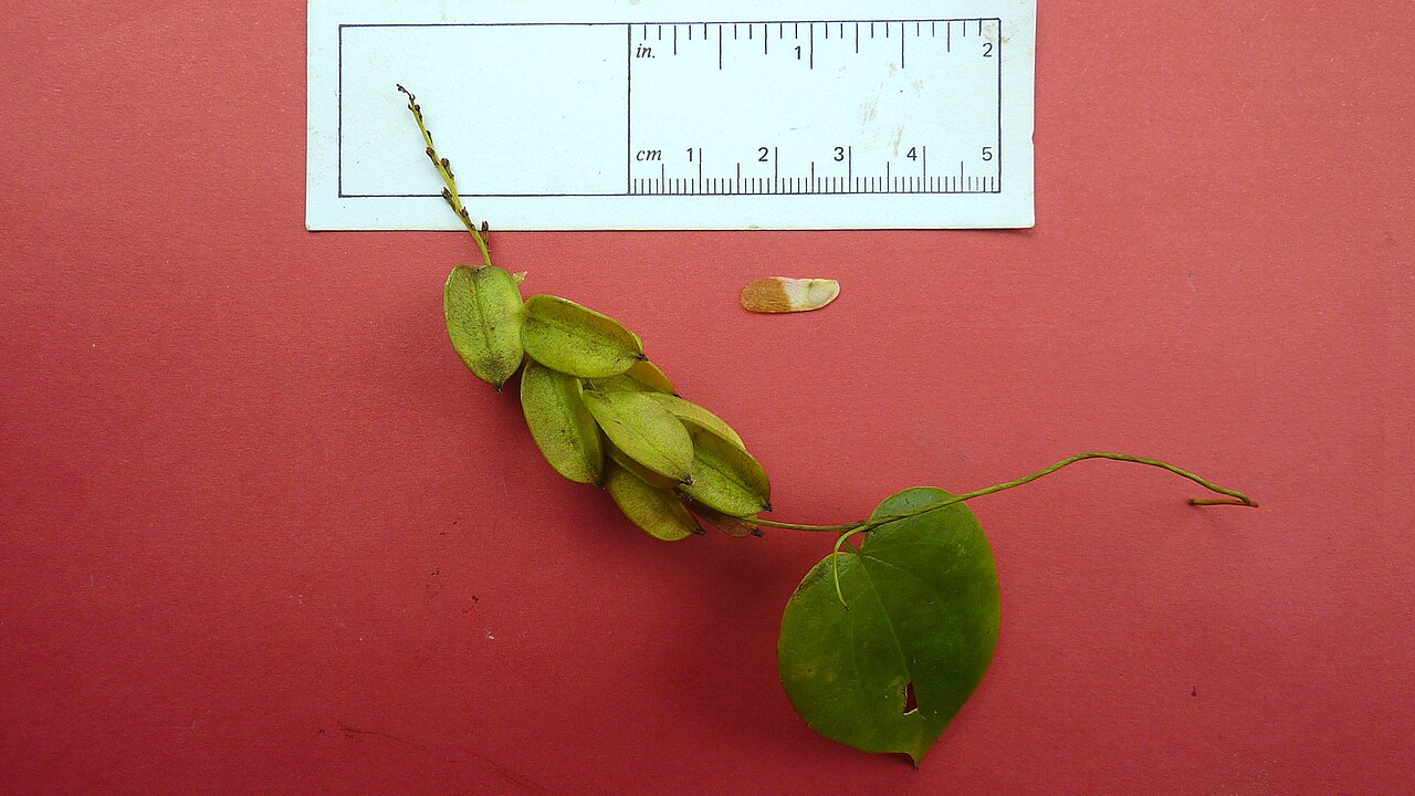 Dioscorea sincorensis: Dioscorea sincorensis R. Knuth