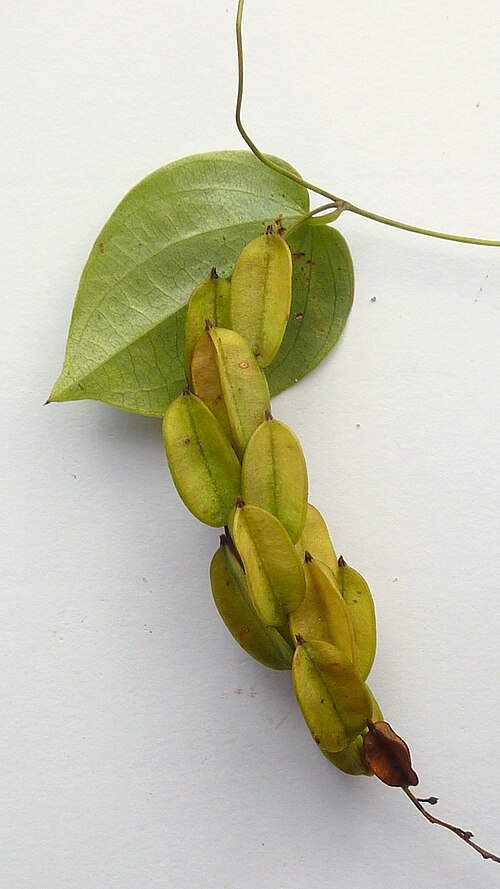 Dioscorea sincorensis: Dioscorea sincorensis R. Knuth