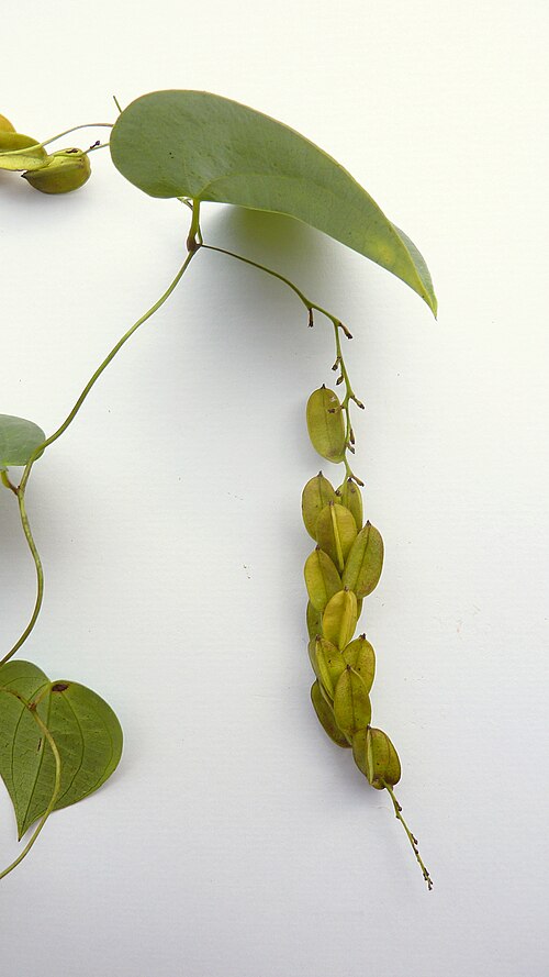 Dioscorea sincorensis: Dioscorea sincorensis R. Knuth