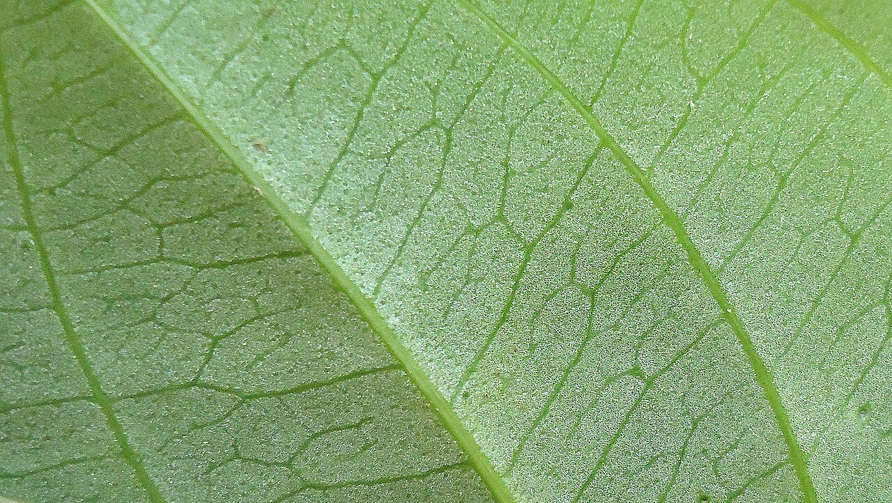 Dioscorea sincorensis: Dioscorea sincorensis R. Knuth